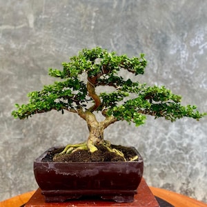 Lebender Baum Premna Microphylla Bonsai Baum Sancang Mittelgroß