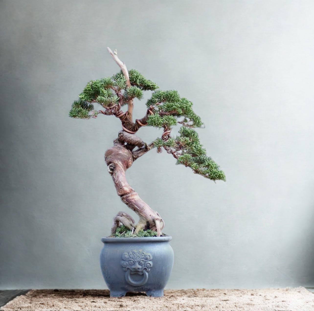 ビャクシン　盆栽 ミヤマビャクシンの育て方