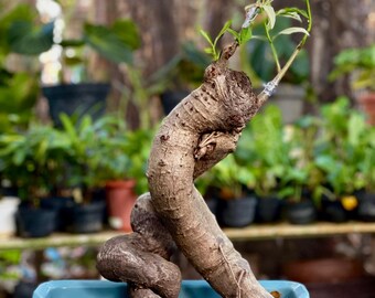 dracaena hawaiian sunshine Dracaena Hawaiian Sunshine – VI Plant Shop
