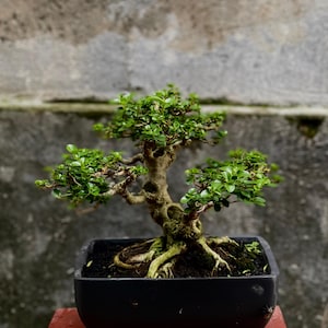 Living Tree Premna Microphylla Bonsai Tree