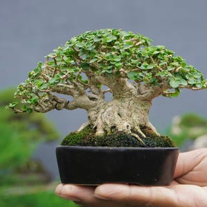 Living Tree - Premna Microphylla - Sancang - Bonsai Shito Tree Bogel