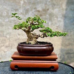 Living Tree - Premna Microphylla Bonsai Tree Sancang - Mame Size