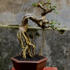 Living Tree Premna Microphylla Bonsai Tree