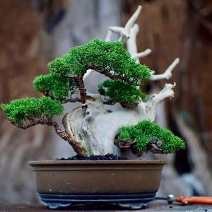 Living Tree Juniperus Sargenti Tanuki Style Bonsai Tree Medium Size