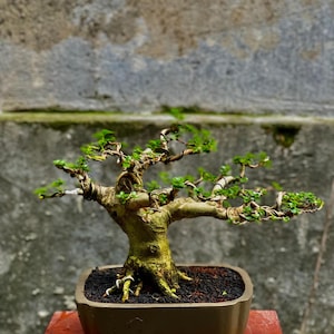 Living Tree Premna Microphylla Bonsai Tree