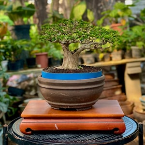 Living Tree Premna Microphylla Small Size Bonsai Tree Tight Branching