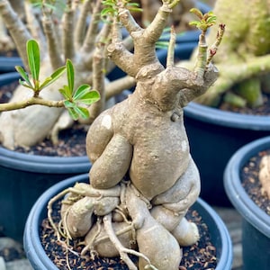 Living Tree Adenium Long Codex - Obesum Somalen - Best Character Tree - Bigger Tree And Best Roots - beauty Flowers