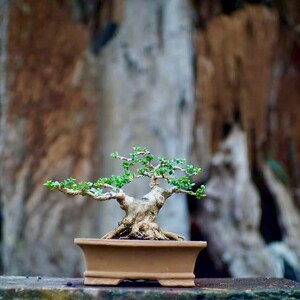 Living Tree Premna Microphylla Bonsai Tree