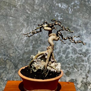 Living Tree Premna Microphylla On The Rock Bonsai Tree Real Picture