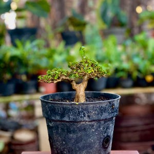 Living Tree Premna Microphylla Bonsai Tree