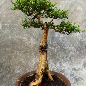 Living Tree Premna Microphylla Bonsai Tree