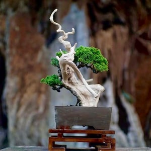 Living Tree Juniperus Sargentii Tanuki Bonsai Tree Cemara