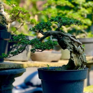 Living Tree Premna Microphylla On The Rock Bonsai Tree