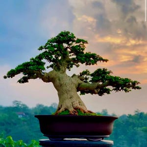 Lebender Baum Premna Microphylla Bonsai Baum Sancang Mittelgroß