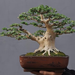 Living Tree Premna Microphylla Bonsai Tree Small Size Ready For Contest