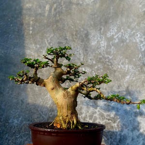 Living Tree Premna Microphylla Bonsai Tree
