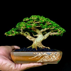 Living Tree Premna Microphylla Bonsai Tree