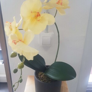 Peut inclure: Une plante d'orchidée jaune dans un pot noir avec des feuilles vertes. La plante est sur une surface brun clair.