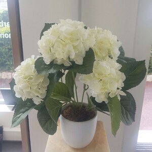 Peut inclure: Un pot en céramique blanche avec un groupe de fleurs d'hortensia blanches en pleine floraison. Le pot est posé sur un piédestal carré beige clair.