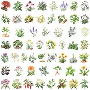Peut inclure: Illustration à l'aquarelle de diverses herbes et plantes, dont de la menthe, de la lavande, de la camomille et du gingembre. L'image présente une collection d'illustrations botaniques, mettant en valeur la diversité de la vie végétale.