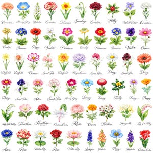 May include: A collection of watercolor illustrations of various flowers, including carnations, poppies, and daisies. Each flower is depicted with detailed petals and leaves, with the flower names written below.
