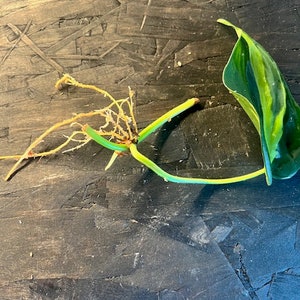 Philodendron Brasil-Rooted Cutting