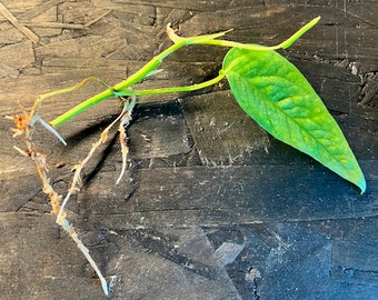 Epipremnum pinnatum 'Cebu Blue' Pothos -Rooted cutting