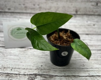 Epipremnum pinnatum 'Cebu Blue' Pothos #5 -Rooted Starter