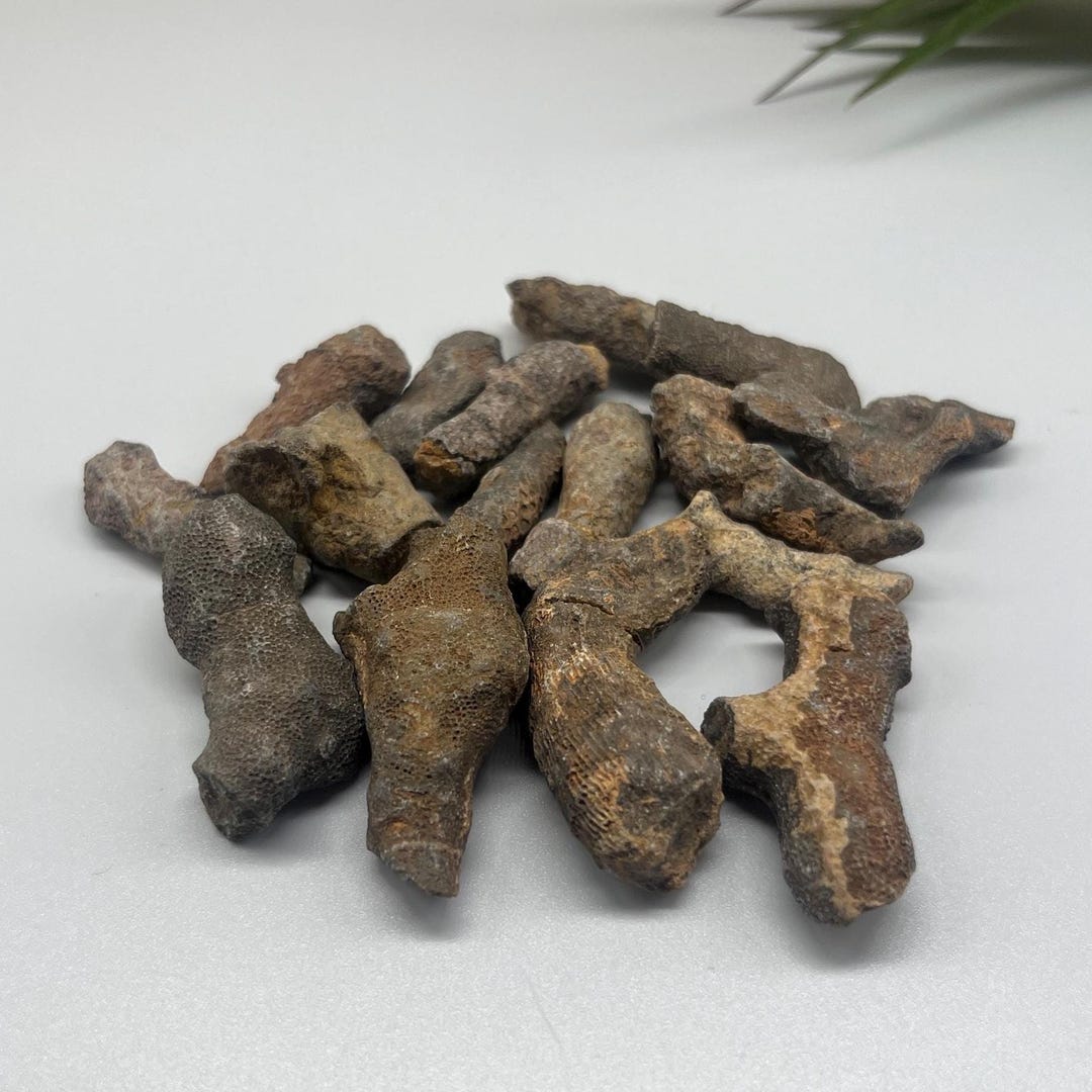 Coral Fossil Specimen Rugose Horn Coral Specimen: Small or Large - Etsy
