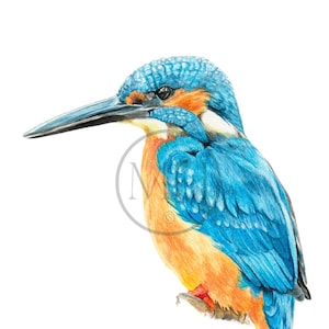 Il Martin Pescatore - stampa ad acquerello firmata da Maddie Heaver. Arte murale con fauna selvatica nativa britannica.
