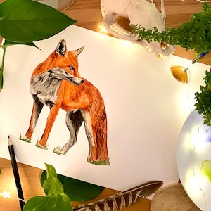 La volpe rossa - stampa ad acquerello firmata da Maddie Heaver. Arte murale con fauna selvatica nativa britannica.