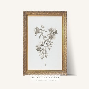 Vintage Botanical Drawing Flower Sketch | Digital Home Decor Wall Art |  Arven Prints | Printable Sktech Decor |