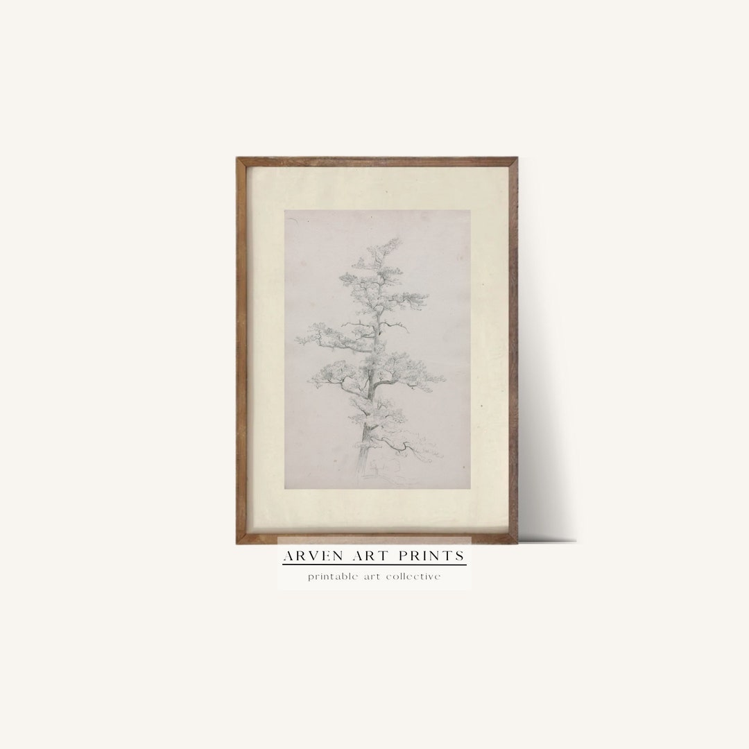 Vintage Soft Antique Pine Tree Drawing Wall Art Digital Home Decor