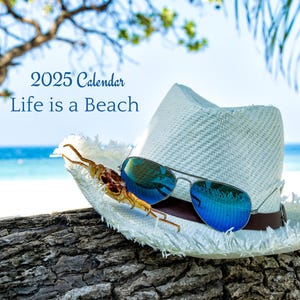 Printable 2025 Wall Calendar For the Love of Beach!