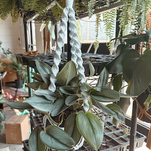 May include: A white macrame plant hanger with a green leafy plant hanging from it. The hanger is attached to a black metal shelf.