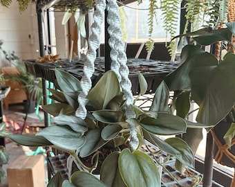 Spiral Macrame Plant Hanger | Recycled Cotton Twisted Hanging Planter | Indoor Plant Holder | Gold Hardware