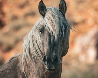 May include: A close-up portrait of a horse with a gray and brown coat and a flowing white mane. The horse has dark ears and is looking directly at the viewer. The background is a blurred mix of orange and brown tones.