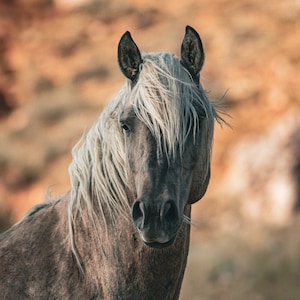 Beautiful Wyoming Wild Stallion Horse | Wild horse photography | Wild horse wall art