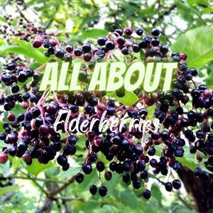 All About Elderberries