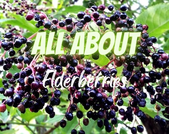 Todo sobre las bayas de saúco