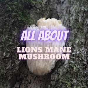 Lions Mane Mushroom