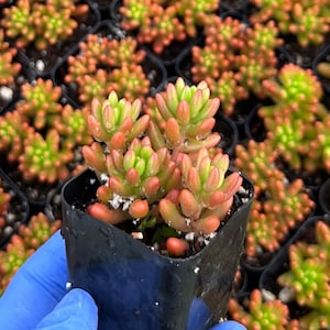 Sedum Jelly Bean 2" | Sedum Rubrotinctum