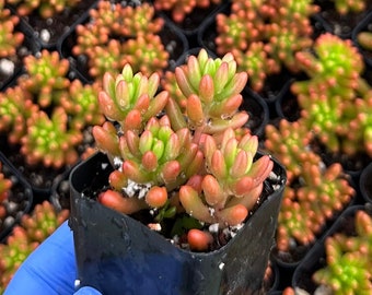 Sedum Jelly Bean 2" | Sedum Rubrotinctum