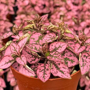 May include: A close-up of a potted Polka Dot Plant, Hypoestes phyllostachya, with vibrant pink leaves speckled with dark green markings. The plant is in a terracotta-colored pot, with a blurred background of similar plants.