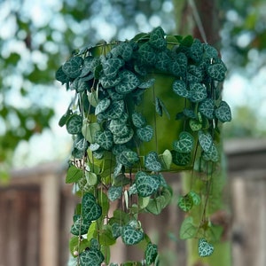 May include: A hanging plant with heart-shaped leaves, the leaves are green with white variegation. The plant is in a green pot.