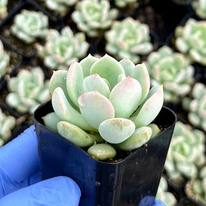 Pachyveria Draco 2&quot;