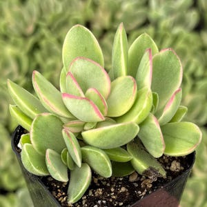 May include: A close-up of a succulent plant with rounded, light green leaves edged in pink. The plant is in a small black pot filled with soil. The background is a soft, blurred green.