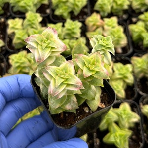 Variegated String of Buttons 2&quot;
