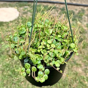String of Turtle 6&quot; | Peperomia Prostrata | Rare Houseplant | Trailing Succulent