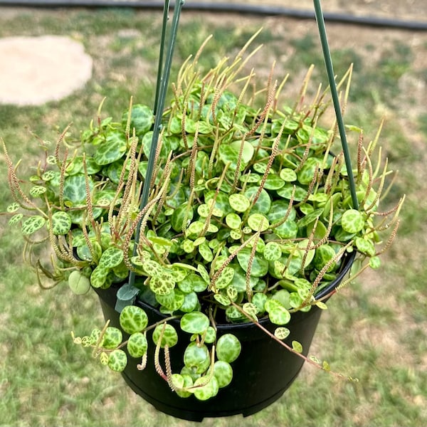 String of Turtle 6" | Peperomia Prostrata | Rare Houseplant | Trailing Succulent